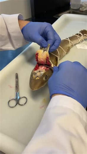 POV: Dissecting down to a baby sharks brain university #university #fyp #foryoupage #shark #surgery I got a 100 on the lab that day 🙃