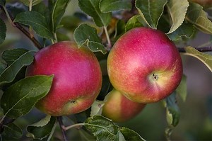 Apple Science: Comparing Apples and Onions | Lesson Plan
