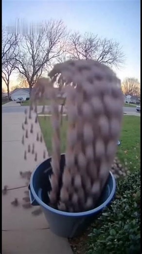 Squirrel Invasion Caught on Camera!🐿️😂