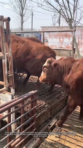 Cow Loading Made Easy! Stress-Free Farm Transport Trick 🐮🚚