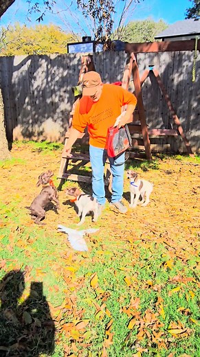 GSPPBirdDogs - Puppy pointing instincts These 3 puppies are German Shorthaired Pointer Poodle puppies. They have excellent pointing instincts when the birds fly. We have 1 Solid Liver Female GSPP named, "Punkin" AVAILABLE. Contact us for information on Punkin. #hypoallergenicbirddogs #hypoallergenicdogs #pointerdoodlesofinstagram #pointerdoodle #huntingdoodlepuppy #germanshorthairedpointerpoodle #gspp #huntingdog | German Shorthair Pointer Poodle