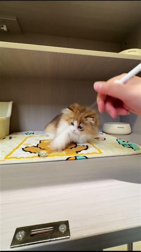 Tiny Legs, Big Focus! 🚀 POV: Adorable Munchkin Playtime!