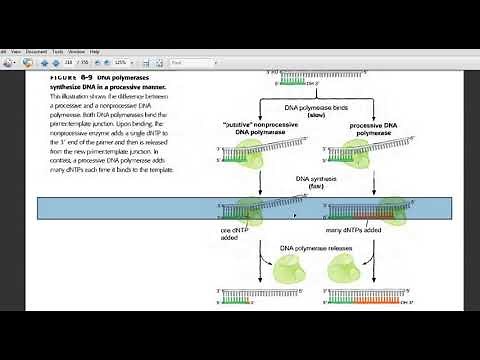 DNA Replication-Processivity of DNA Polymerase