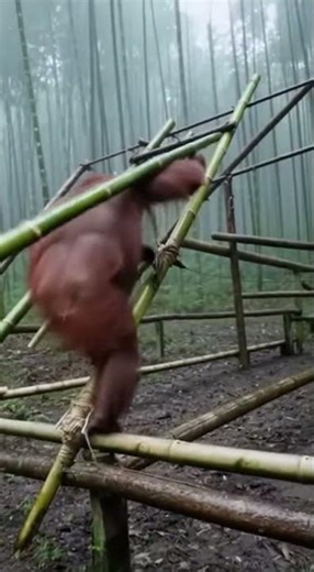 Monkey Builder: Smart Monkey Builds Bamboo House!