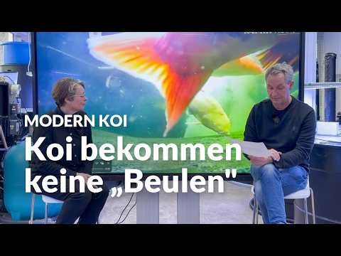 Beule am Koi: angeschlagen oder etwas anderes? | Modern Koi Blog #7970