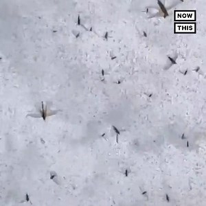 From India to Brazil, locust swarms are wreaking havoc on communities around the world | NowThis