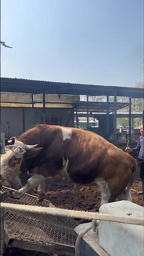 Stubborn Cow vs. Tractor: Farmer's Last-Resort Loading Method 👀