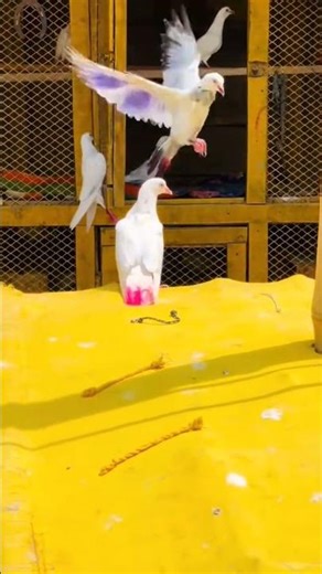 “Kabootar Bazi Ka Hero: Flying Kabutar Jo Sab Jeet Gaya!”