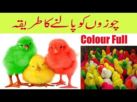 Colourful Chicks ! How to take care of baby chicks-choozo ko palne ka tarika Urdu/hindi