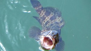 290K views · 2.9K reactions | GROUPER & SNAPPER Catching in inShore | Kadal Raasa Fishing | Facebook