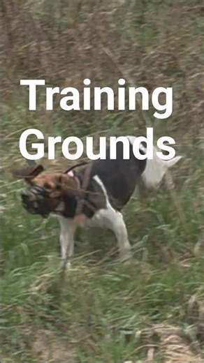 Training Grounds for Beagle Hounds #howtotrackarabbit #puppy #doglife