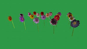 Flower Selection - Download Free 3D model by rhcreations