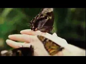 Butterflies and Bugs at WILD LIFE Sydney Zoo