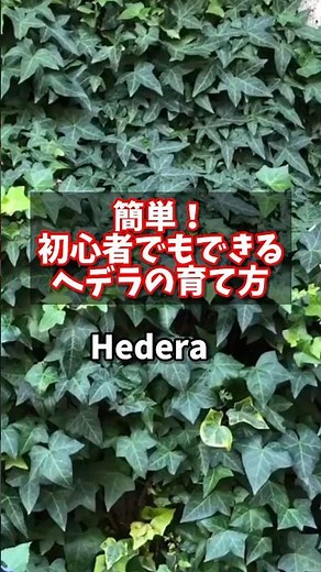 Easy! How to grow Hedera even for beginners #houseplants #plants #houseplants #ivy #kumapangartening