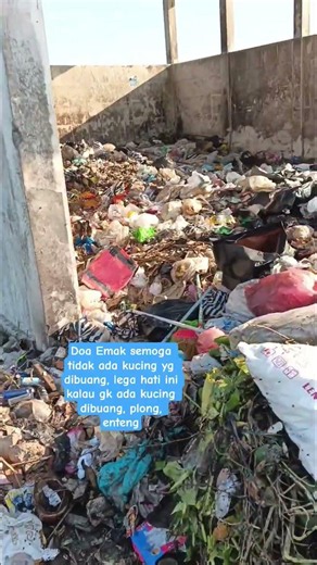 Emak cari kucing sampai di belakang TPS #catloversunite #kucingterlantar #straycat #kittenrescue