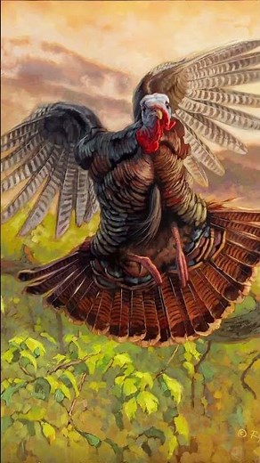 Here’s a collection of wild turkeys I’ve painted over the years. Happy Thanksgiving! #wildturkey