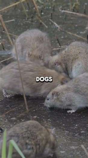 Rats Laugh When Tickled It Sounds Like Tiny Giggles 🐀😂 #animalfacts #science