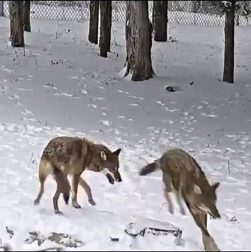 Red wolf pack bonding and playing together