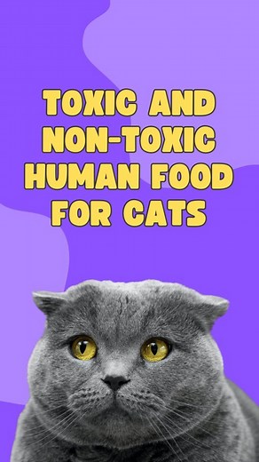 8.7K views · 417 reactions | Is it Safe to Share Your Food with Your Cat? Find Out the 10 Human Foods You Can and Can't Feed Your Feline Friend Now!  Don't Risk Your Pet's Health - Check This Guide First!  . . . . Dm for credit- . . . . . . . #catloversunited #petcare #petcaretips #cattips #cattravel #cattravels #cattraveler #travelwithcat #travelwithcats #travelwithpets #travelwithpet #healthycat #catlady #meow #thedodo #pets #petlovers | Ask My Cats | Facebook