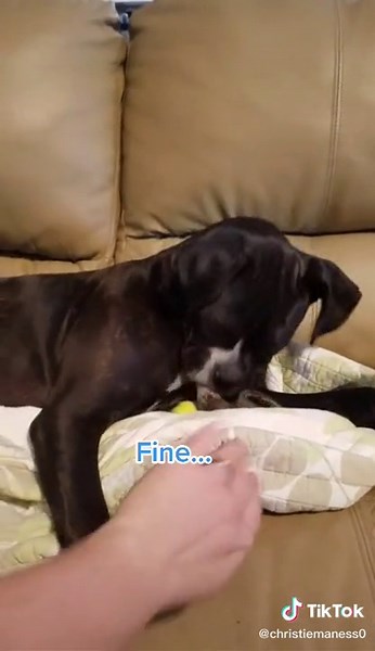 #boxer#dogsoftiktok#chewychattypets#tatumtalks#momlife#humor#stevieandphoenix#foryou