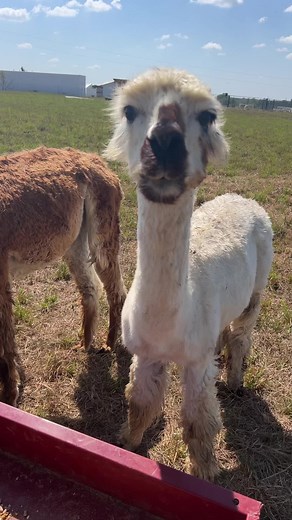 7.7K views · 1.3K reactions | This is why we have alpacas 朗 | Doss Farms | Facebook