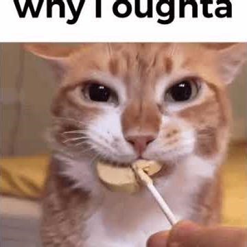 Cat gifs with sounds #meme #cats #funny