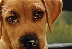 Chestnut: El héroe de Central Park - HBO Online