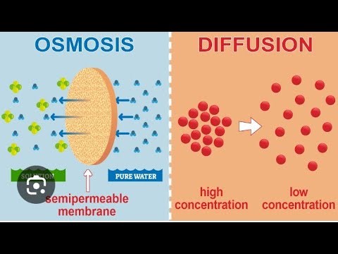 Class 12.. solution (diffusion amd osmosis)⚡