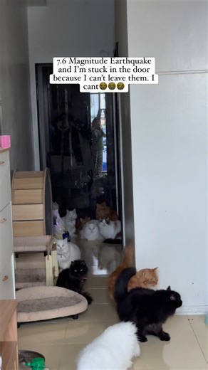 My greatest fear of all happened. I was crying so hard while the ground is shaking, I was in the middle of the door just looking at my 18 cats😭😭😭 I can’t leave them, I just cant. 💔💔💔 #DavaoCity #earthquake #davaoearthquake #catstory #foryoupagereels | May Amor Masamayor - Flauta