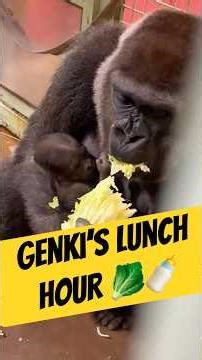 Peaceful Lunch Hour with Genki, Momotaro & Kintaro