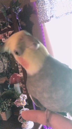 Understanding Cockatiel Behavior