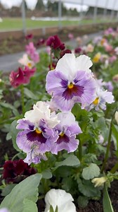 A peaceful part of my morning routine 💐 The pansies are starting to bloom their little heads off and fill in the row and it is incredible the amount of joy that comes from these ‘humble’ little flowers. And a welcome sight in March when the everything else is just starting to wake up and push new growth. 💐 . . . . . . #pansies #flowers #growflowers #flowerfarm #flowersofinstagram #flowerfarmer #bouquets #urbanfarming | Micro Flower Farm