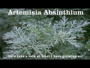 Wormwood | Artemisia absinthium | You wont believe it with your own eyes!