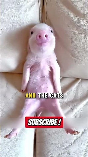 🐽Mini Pigs - the tiny, soul-melting companions that never grow up.