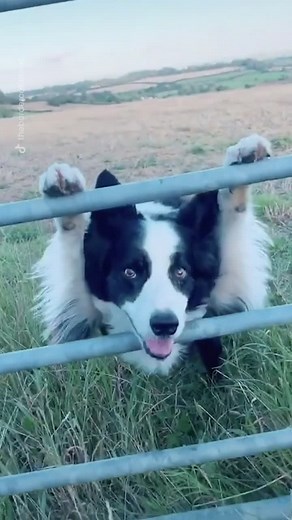 Adorable Border Collie Memes Compilation