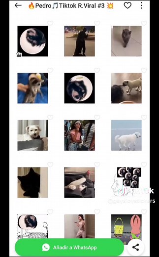 Crea y Descarga Stickers de Mapaches para WhatsApp | TikTok