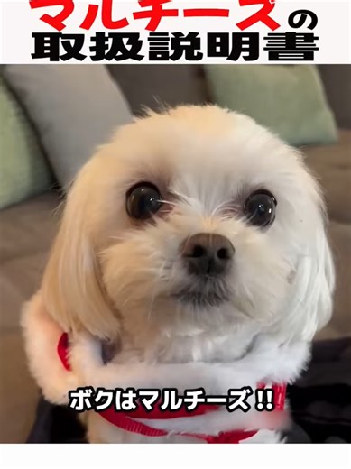 #ルチーズの取扱説明書 #マルチーズ #マルチーズ大好き #犬のいる暮らし #犬のいる生活 #犬好きさんと繋がりたい #元気お届け#癒し#自分へのご褒美#心が 落ち着く