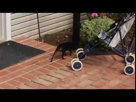 Miniature Doberman Pinscher Puppy For Sale