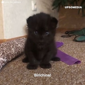 336K views · 10K reactions | Luna era un'adorabile pantera che era...