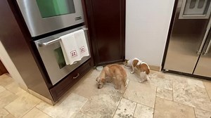 7.3K views · 1.7K reactions | Good Friday Morning 7/22/2022!! OMD!! MY Dad will be home this afternoon!!!! All MY food arrived yesterday and I am having Quail!!! I love MY Quail!! After MY walkie we are going to finish up paperwork in the office so MY Mom doesn’t have to be on that computer this weekend!! Everyone have a GREAT Friday!! | Brewster | Facebook