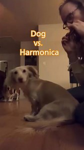Music brings us together, even across species 🎶🐾 @davidsson.music on harmonica and one passionate singer giving their best on vocals!😁 | Hohner Music