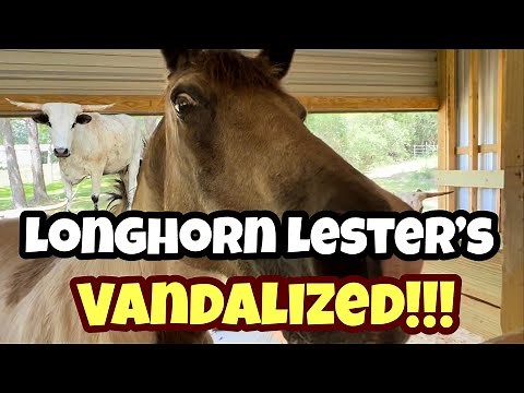 A Longhorn Lester’s Mystery Has Been Solved!