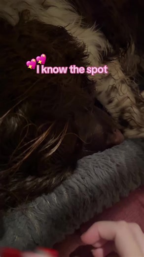 justalilbitt🥹 (@sugarytara1)’s videos with som original - andromeda