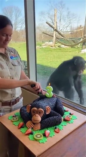 Birthday Cake Chaos at the Zoo