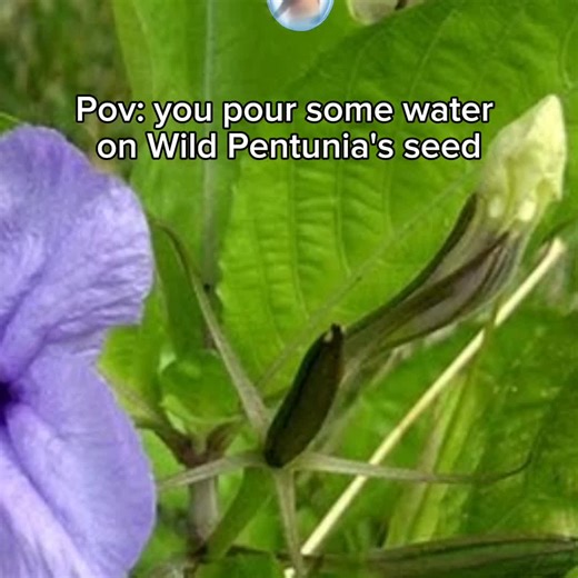 Wild Petunia Seed Water Experience