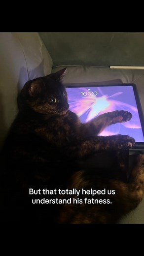 32K views · 1.3K reactions | RARE MALE TORTIE CAT! ✨ Male tortoiseshell cats are super rare — guess we got lucky! 李 #catmomlife #maletortie #rarecat #catsoftiktok #fyp #catlover #cutecats #petsoftiktok #tortiesofinstagram #catfacts #luckycat | Chloeisag | Facebook