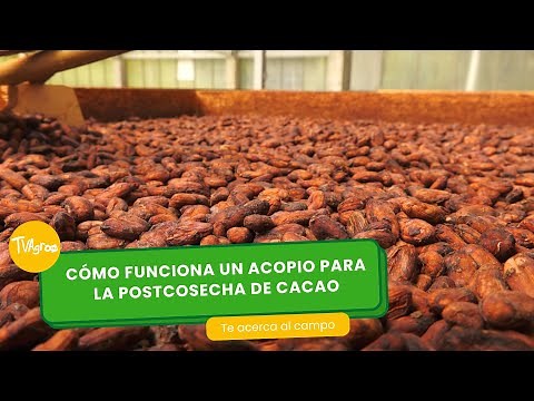 Cómo funciona un acopio para la postcosecha de Cacao- TvAgro por Juan Gonzalo Angel Restrepo