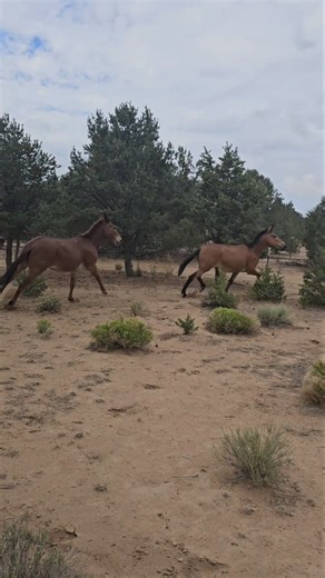 Happy Mules Running and Playing #mules #mountains #animals #adventure #smallranch #equine #fyp