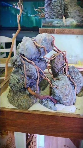 🤪 A BETTA THAT WILL BE VERY COMFORTABLE in its HOME by #firemouthaquaristic