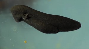 New Time-Lapse Footage of Tadpole Formation Fits Radiohead Music Videos Perfectly